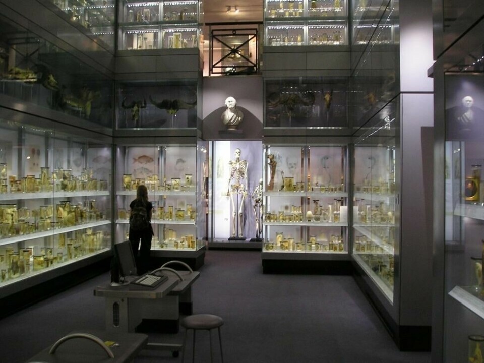 Levningene til Charles Byrne har vært et midtpunkt i Hunterian Museum i over 200 år. Men nå velger museet å hedre hans siste ønsker og ta ham ut av utstillingen. Levningene til Charles Byrne har vært et midtpunkt i Hunterian Museum i over 200 år. Men nå velger museet å hedre hans siste ønsker og ta ham ut av utstillingen. Foto: Paul Dean / Wiki Media