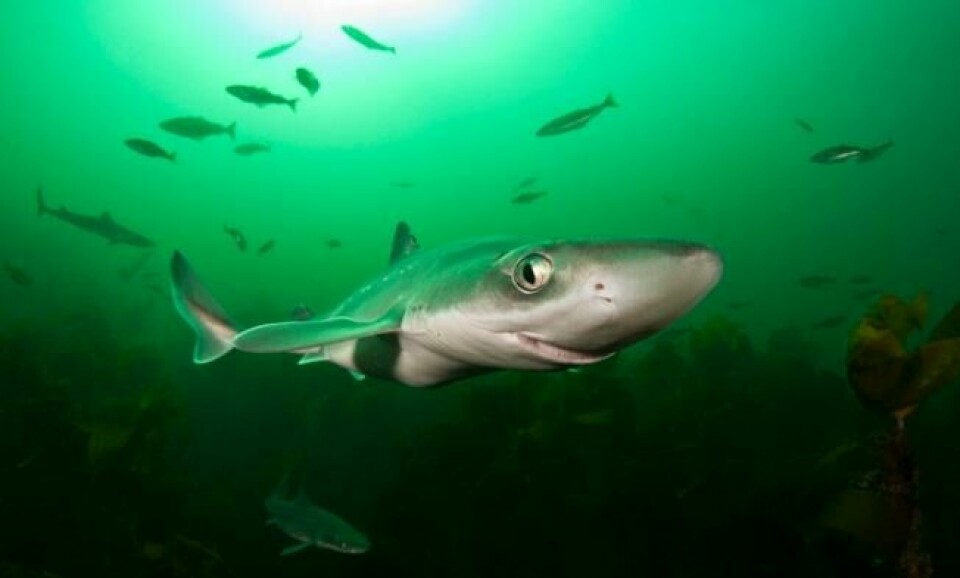 Du an også dykke med hai her hjemme, som denne pigghåen som er fotografert på Jæren. Pigghåen blir bare litt over en meter lang. Foto: Lill Haugen/Hjelp Havets Haier Du an også dykke med hai her hjemme, som denne pigghåen som er fotografert på Jæren. Pigghåen blir bare litt over en meter lang. Foto: Lill Haugen/Hjelp Havets Haier