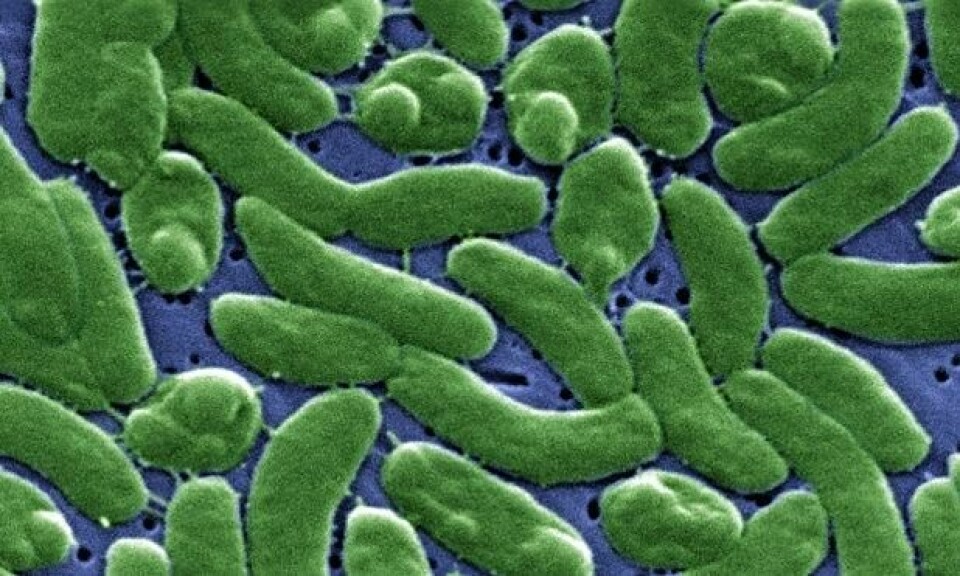 Små og farlige - slik ser Vibrio vulnificus ut under en mikroskop-linse. Foto: CDC/James Gathany Små og farlige - slik ser Vibrio vulnificus ut under en mikroskop-linse. Foto: CDC/James Gathany