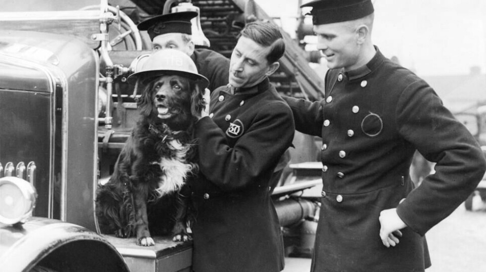 Brannmenn fotografert en gang tidlig på 1940-tallet sammen med sin firbente maskott. Krigsbilder som dette står i kontrast sterkt med hva som skjedde med kjæledyrene i 1939 og 1940. Foto: NTB Scanpix