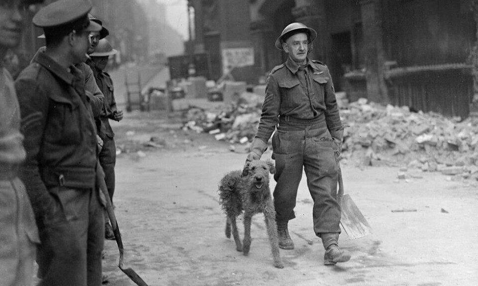 Slik er vi vant til å se bilder av mennesker og dyr i London under andre verdenskrig: Et militærkorpsmedlem har befridd en hund fra ruinene og fører den med seg for å gi den mat. Bildet er tatt 29. oktober 1940. Foto: NTB Scanpix/Topfoto Slik er vi vant til å se bilder av mennesker og dyr i London under andre verdenskrig: Et militærkorpsmedlem har befridd en hund fra ruinene og fører den med seg for å gi den mat. Bildet er tatt 29. oktober 1940. Foto: NTB Scanpix/Topfoto