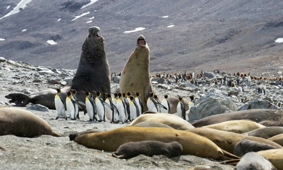 En flokk med keiserpingviner forsøker å komme seg fordi to fire tonn tunge elefantselokser som er i full gang med å slåss om retten til å pare seg med hunnene på denne delen av stranden. Foto: Fredi Devas En flokk med keiserpingviner forsøker å komme seg fordi to fire tonn tunge elefantselokser som er i full gang med å slåss om retten til å pare seg med hunnene på denne delen av stranden. Foto: Fredi Devas
