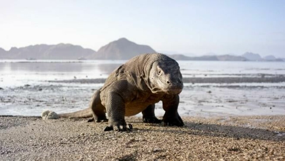 Komodovaranen er det nærmeste vi kommer en ekte drage. Foto: BBC Earth Komodovaranen er det nærmeste vi kommer en ekte drage. Foto: BBC Earth