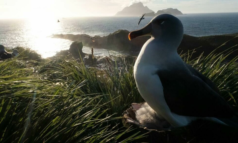 Gråhodealbatross går en usikker fremtid i møte - i løpet av de sisten femten årene er bestanden mer enn halvert fordi de ikke klarer å omstille seg klimaendringene. Foto: John Aitchison Gråhodealbatross går en usikker fremtid i møte - i løpet av de sisten femten årene er bestanden mer enn halvert fordi de ikke klarer å omstille seg klimaendringene. Foto: John Aitchison