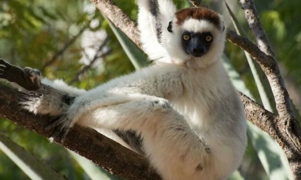 Indrien, kalt Babakoto på madagassisk, er den største nålevende lemuren. Den kan bli opp til en meter høy. Foto: BBC Earth Indrien, kalt Babakoto på madagassisk, er den største nålevende lemuren. Den kan bli opp til en meter høy. Foto: BBC Earth