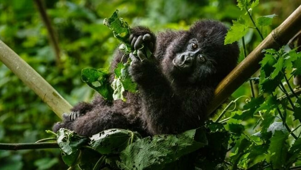 Fjellgorillaen ble beskrevet av vitenskapen for første gang så sent som i 1902, og siden har den vært utsatt for ukontrollert jakt, krig, sykdom og leveområder som har blitt mindre og mindre. Foto: Sabrina Schumann Fjellgorillaen ble beskrevet av vitenskapen for første gang så sent som i 1902, og siden har den vært utsatt for ukontrollert jakt, krig, sykdom og leveområder som har blitt mindre og mindre. Foto: Sabrina Schumann