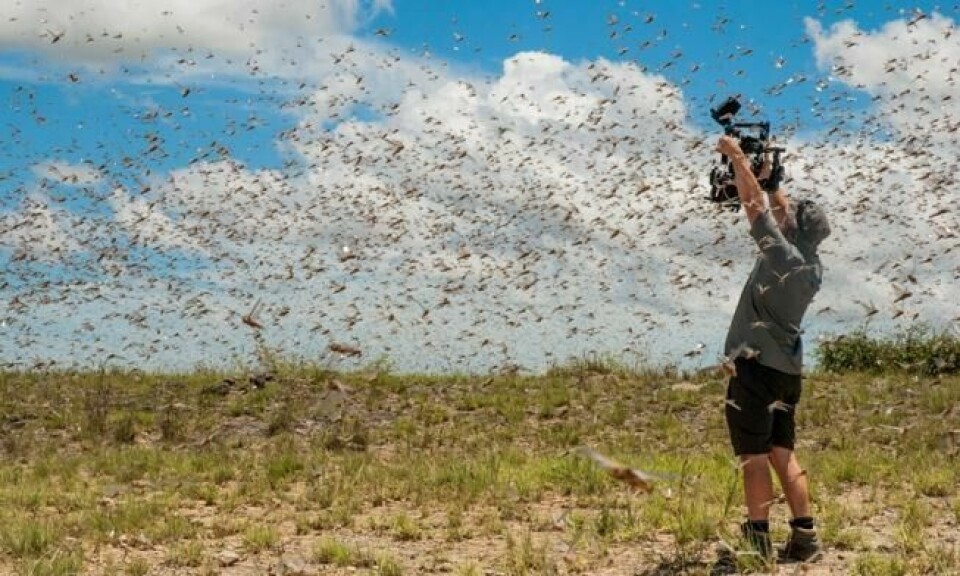 Tanken på å være i midten av en gresshoppesverm bestående av én milliard insekter vil nok få mange av oss til å svette, men ikke kameramann Rob Drewett. Foto: BBC Earth Tanken på å være i midten av en gresshoppesverm bestående av én milliard insekter vil nok få mange av oss til å svette, men ikke kameramann Rob Drewett. Foto: BBC Earth