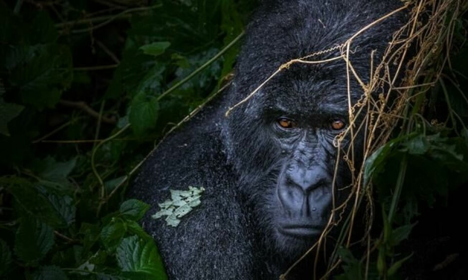Fjellgorillaen kan vise menneskelignende oppførsel og følelser, som latter og tristhet. De lager også verktøy for å overleve i skogen. Foto: Kim Griffin Fjellgorillaen kan vise menneskelignende oppførsel og følelser, som latter og tristhet. De lager også verktøy for å overleve i skogen. Foto: Kim Griffin