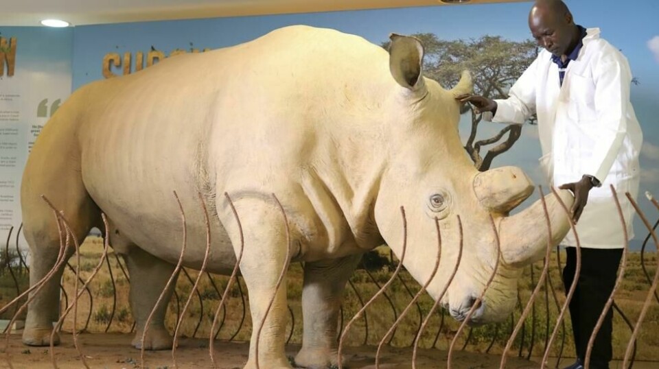 Verdens siste hanne av nordlig hvitt neshorn står utstilt på National Museums of Kenya i utkanten av Nairobi. Her fotografert under neshornets dag 18. september. Foto: Andrew Kasuku/AP/NTB
