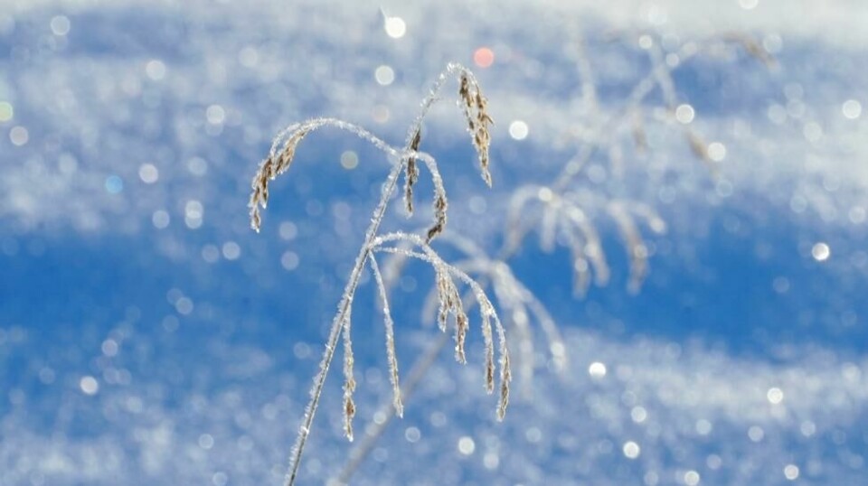 Mandag kveld kommer det snø i deler av Troms og Finnmark. Det kan føre til vanskelige kjøreforhold, advarer meteorologene. Foto: Terje Pedersen / NTB