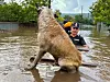 Redningsmannskaper reddet lørdag en hund fra vannmassene i Cudalpi i Romania. Foto: ISU Galati / AP / NTB