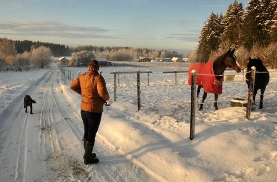 Susanne har bodd på gård siden hun var liten, og er vant til å ha dyr rundt seg. Susanne har bodd på gård siden hun var liten, og er vant til å ha dyr rundt seg. Foto: Martine F. Lysgård