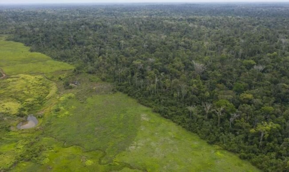 Bilde fra staten Para i Brasil, som viser hvor regnskogen har måttet gi tapt for kvegdrift. Bare i juli i fjor mistet landet 2200 kvadratkilometer regnskog. Det tilsvarer samme areal som gamle Vestfold fylke, og er tre ganger mer enn skogdekket som gikk tapt i samme måned i 2018, ifølge BBC. Foto: AP / NTB scanpix. Bilde fra staten Para i Brasil, som viser hvor regnskogen har måttet gi tapt for kvegdrift. Bare i juli i fjor mistet landet 2200 kvadratkilometer regnskog. Det tilsvarer samme areal som gamle Vestfold fylke, og er tre ganger mer enn skogdekket som gikk tapt i samme måned i 2018, ifølge BBC. Foto: AP / NTB scanpix.