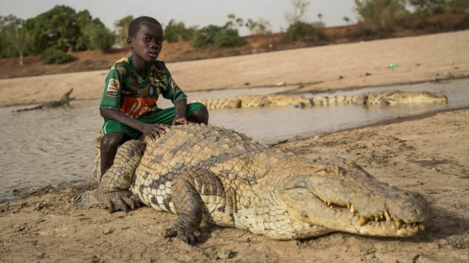 Dette er ikke noe vi ser hver dag: En gutt som sitter rolig på ryggen til en krokodille. Ifølge legenden strekker det spesielle båndet mellom mennesker og krokodiller seg flere århundrer tilbake. Foto: AFP