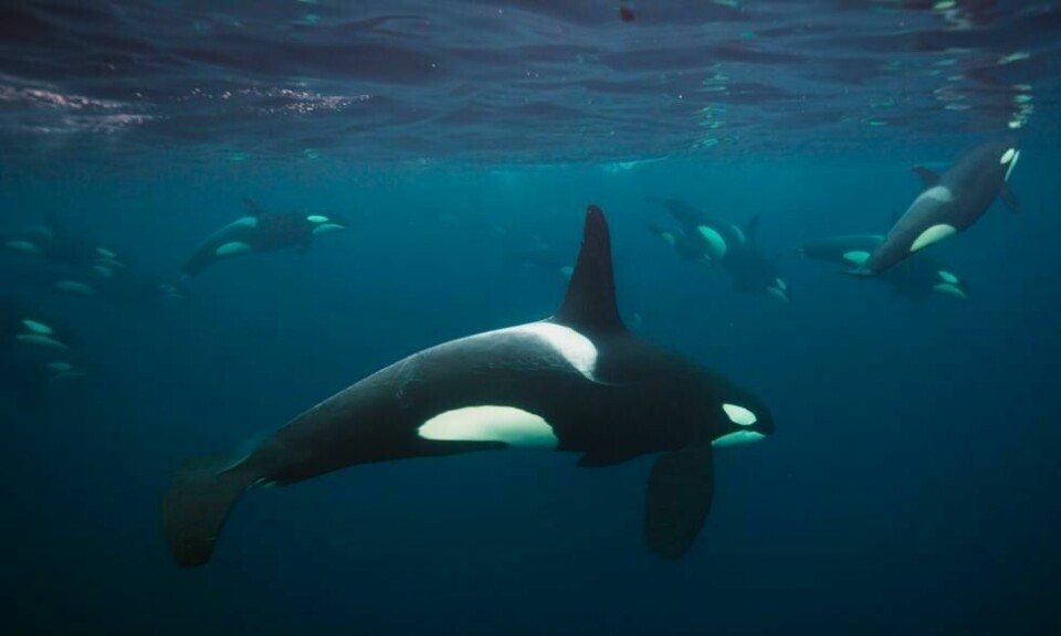 Når hundrevis av knølhvaler og spekkhoggere samler seg for et skikkelig herremåltid, får vi se et av de beste spetaklene i havet. Foto: BBC Earth Når hundrevis av knølhvaler og spekkhoggere samler seg for et skikkelig herremåltid, får vi se et av de beste spetaklene i havet. Foto: BBC Earth