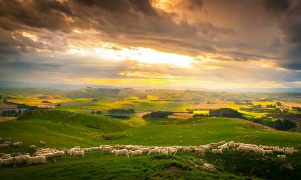 Bilde fra Wild New Zealand som har premiere torsdag 14. mars. Foto: BBC Earth Bilde fra Wild New Zealand som har premiere torsdag 14. mars. Foto: BBC Earth