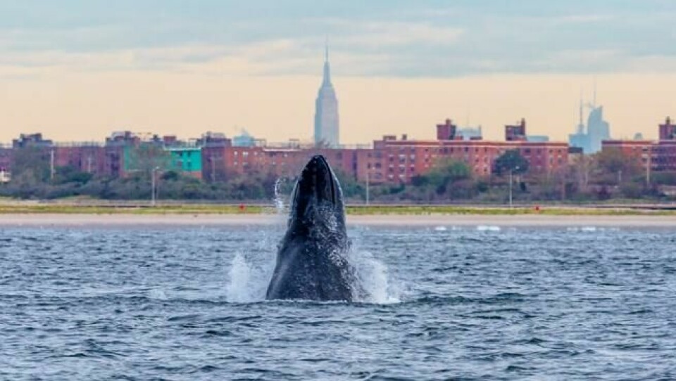 I en sekvens fra Wild Metropolis ser vi en knølhval bryter vannflaten like utenfor New York City. Foto: BBC Earth I en sekvens fra Wild Metropolis ser vi en knølhval bryter vannflaten like utenfor New York City. Foto: BBC Earth