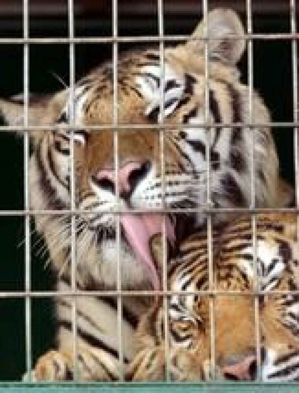 Tigerne «Charm» og «Cylon» satt parkert i et bur i fire dager ved en rasteplass i Texas i 2004 sammen med seks andre tigre, en ulv, en løveunge og en bjørn mens eieren forsøkte å samle inn penger for å bygge husly til dyra. Scanpix/AP. Tigerne «Charm» og «Cylon» satt parkert i et bur i fire dager ved en rasteplass i Texas i 2004 sammen med seks andre tigre, en ulv, en løveunge og en bjørn mens eieren forsøkte å samle inn penger for å bygge husly til dyra. Scanpix/AP.