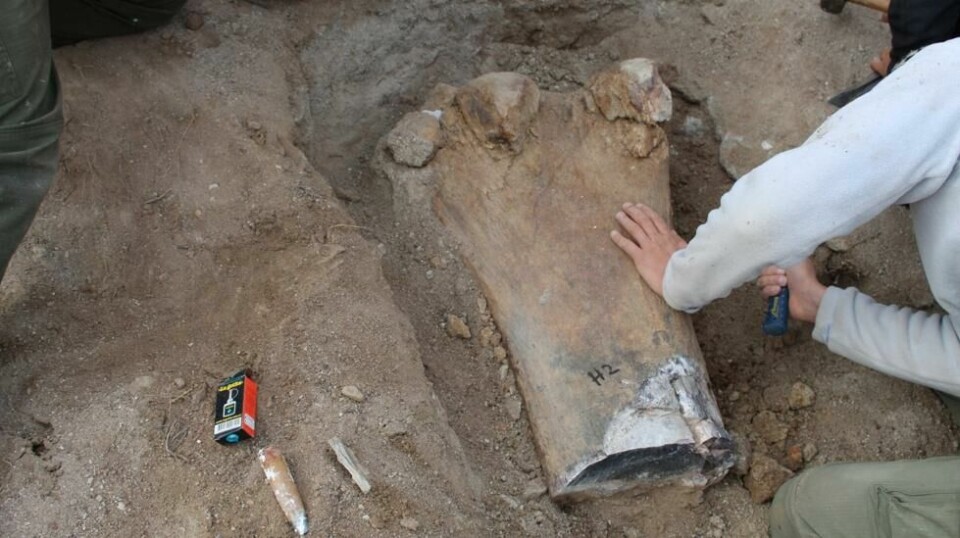Ifølge forskerne var «Chucarosaurus Diripienda» en langhalset planteetende dinosaur som veide 50 tonn og kunne bli 30 meter lang. Den levde i Patagonia i Argentina.