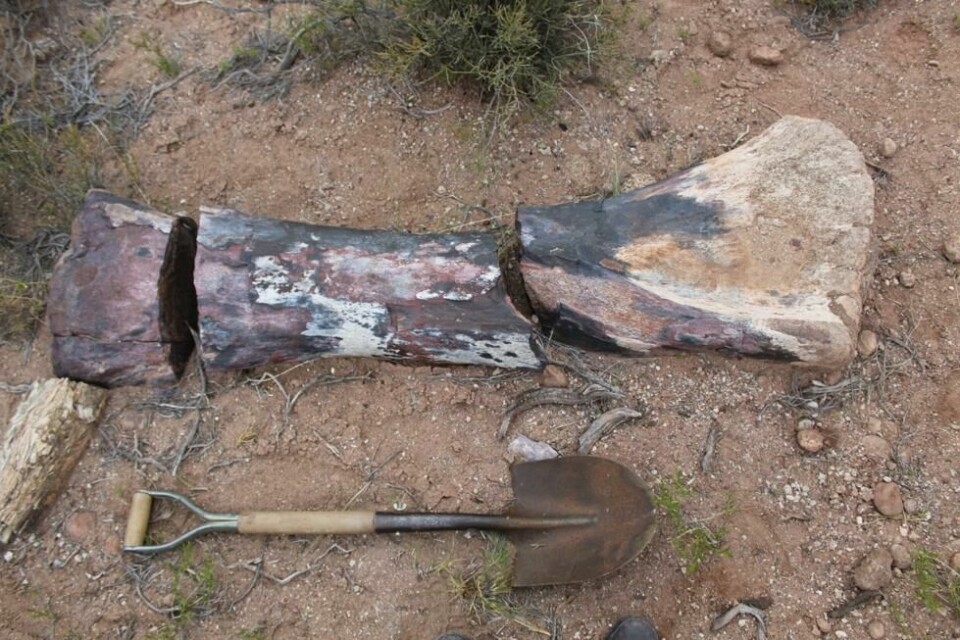 Lårgeinet til Chucarosaurus Diripienda var hele 1,9 meter langt. Lårgeinet til Chucarosaurus Diripienda var hele 1,9 meter langt. Foto: Museo Argentino De Ciencias Natu / Reuters