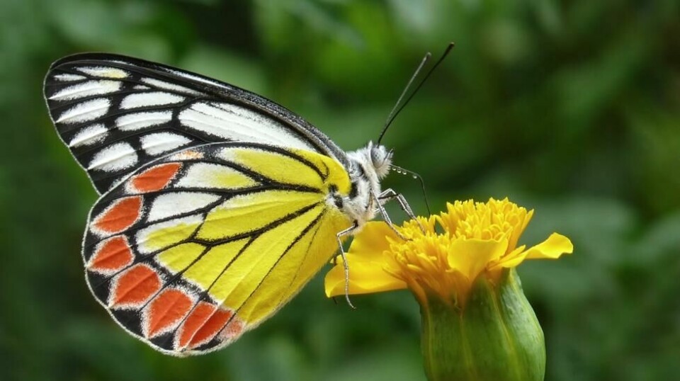Delias eucharis er en dagaktiv sommerfugl i gruppen hvitvinger. Foto: Jeevan Jose/Wikimedia
