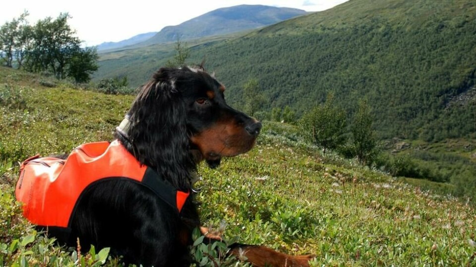 Det blir en rolig høst for fuglehunder i den sørlige delen av landet.