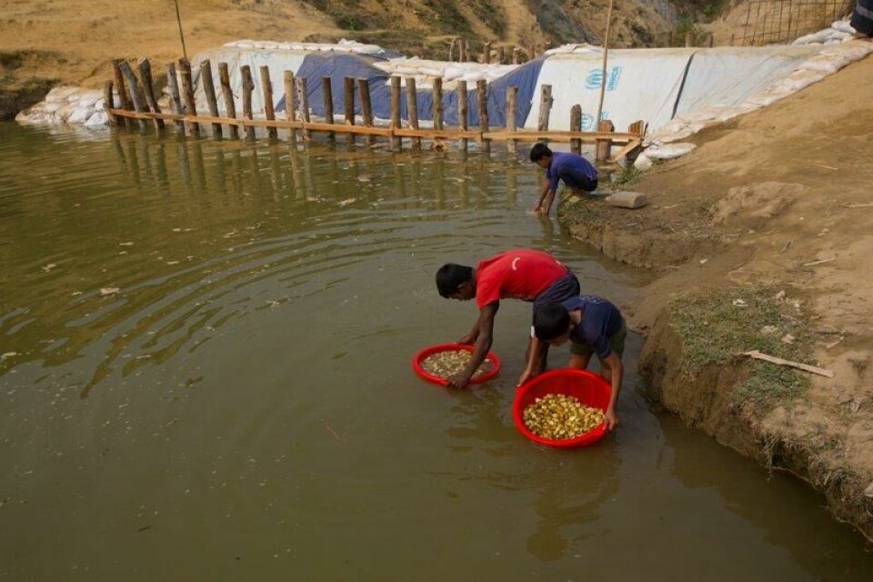 Rohingya-gutter vasker poteter i en flyktningleir i Bangladesh. Arkivfoto: Manish Swarup / AP / NTB