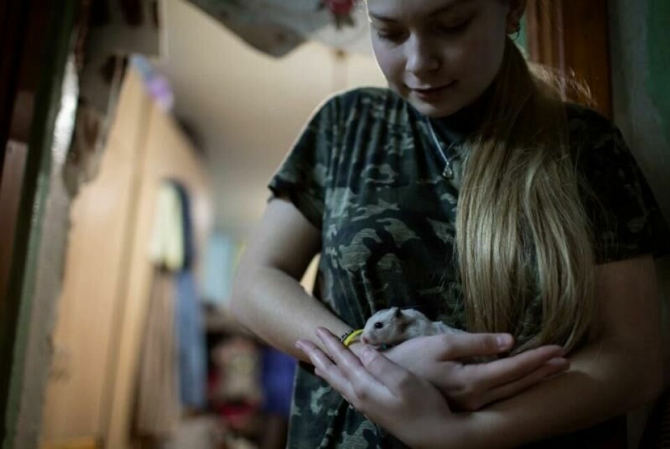 Storfamilien Volkova bor trangt, men hamsteren «Yusia», som barna har fått i gave fra andre internflyktninger, er blitt en god venn for Sofiia (16). Storfamilien Volkova bor trangt, men hamsteren «Yusia», som barna har fått i gave fra andre internflyktninger, er blitt en god venn for Sofiia (16). Foto: Espen Røst / Panorama nyheter