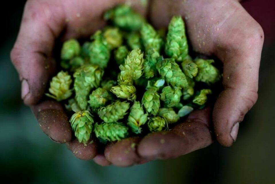 Humle er en vesentlig ingrediens i ølbrygging, men overproduksjon presser prisene ned i Tyskland og truer fremtiden for humlebønder. Illustrasjonsfoto: Matthias Schrader / AP / NTB