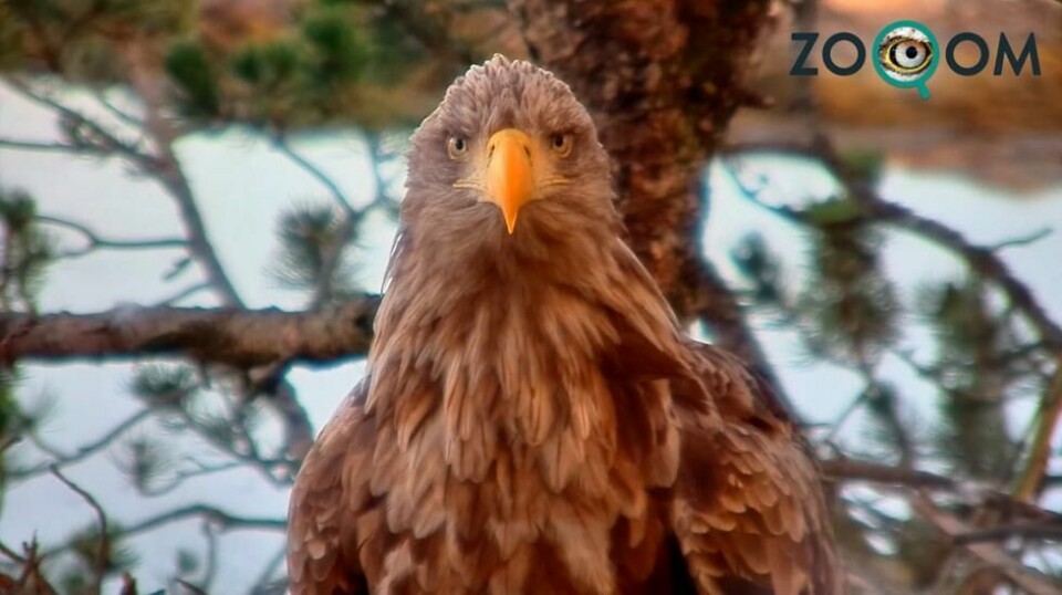 For two breeding seasons Zooom watched the white-tailed eagles Baroness Barefoot and Baron Blue raise three eaglets.