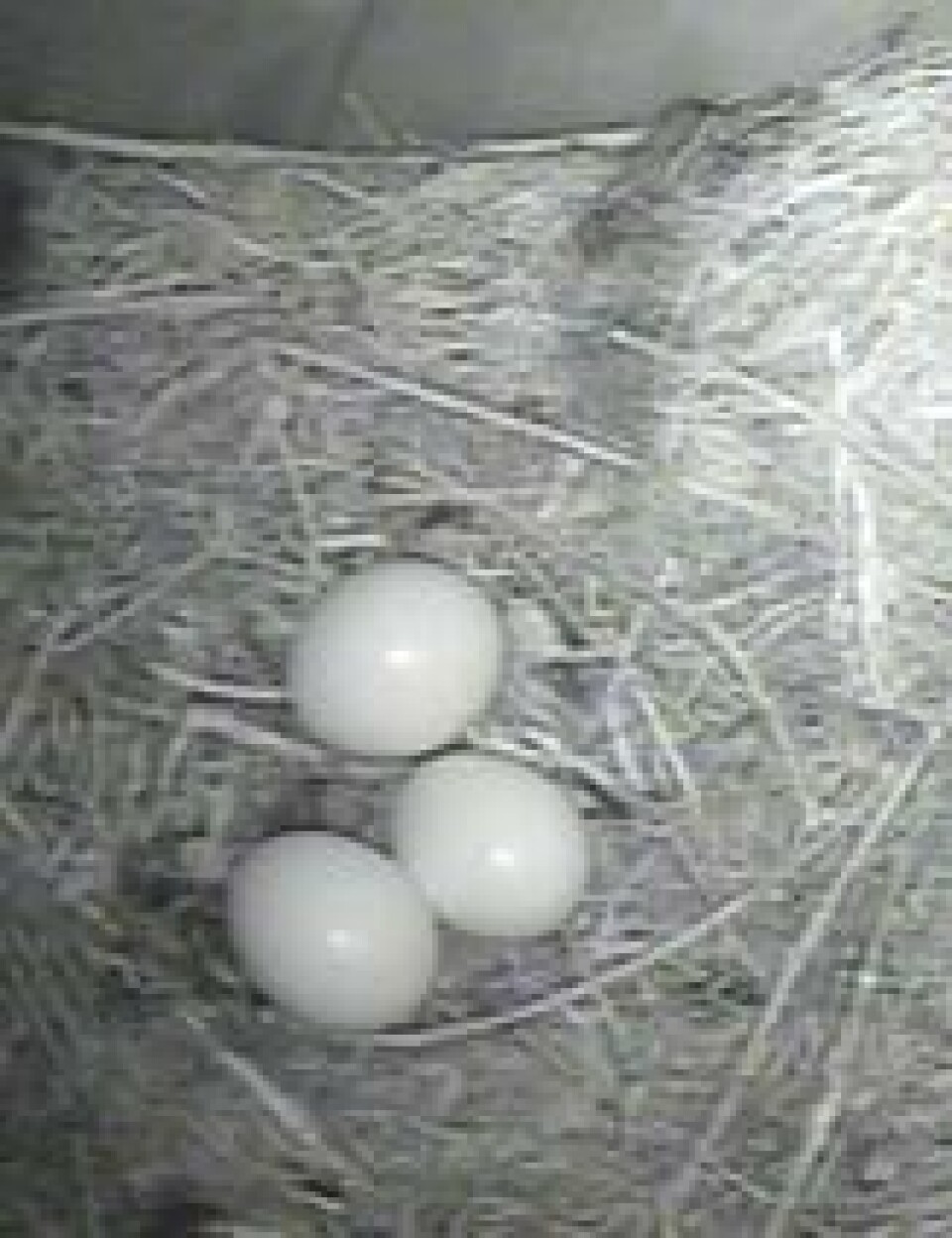 Tre egg i uglekassen. Her er hunnen ute og strekker på vingene. Tre egg i uglekassen. Her er hunnen ute og strekker på vingene. Foto: Zooom.no
