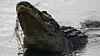 Amerikanske alligatorer lever i Sør-Carolina. De kan bli over 60 år gamle og bli lengre enn 4 meter, ifølge South Carolina Department of Natural Resources. Illustrasjonsfoto. Foto: Matt Sullivan / Reuters / NTB