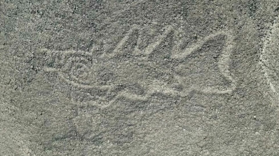 Dette er en av de nyoppdagede geoglyfene, som er 22 meter bred. Dette tolkes som et veldig pussig motiv: En spekkhogger som holder en kniv.