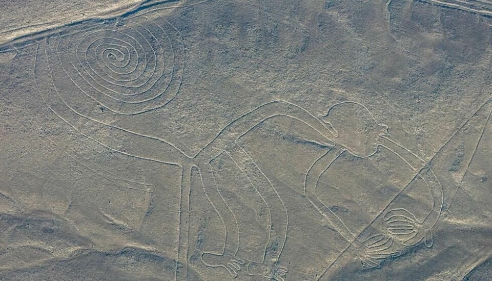 En diger apekatt sett fra lufta. Dette er en av de godt kjente Nazca-figurene. (Foto: Diego Delso, CC BY-SA 4.0) En diger apekatt sett fra lufta. Dette er en av de godt kjente Nazca-figurene. (Foto: Diego Delso, CC BY-SA 4.0)