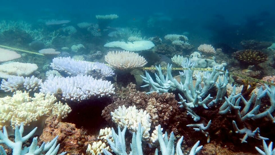 Når temperaturen blir for høy, blekes korallrev og dør. Her fra en Great Barrier Reef i 2016. Når temperaturen blir for høy, blekes korallrev og dør. Her fra en Great Barrier Reef i 2016. Foto: Mia Hoogenboom / AFP/NTB scanpix