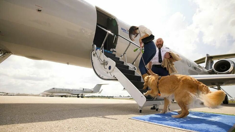 Bark Air er et eget flyselskap for hunder. Mennesker får også bli med.