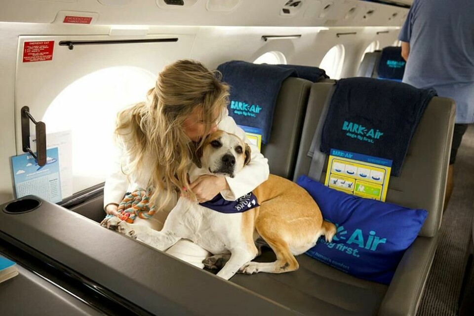 Hos Bark Air får hundene løpe fritt i flyet så lenge fasten seatbelts-skiltet er slått av... Hos Bark Air får hundene løpe fritt i flyet så lenge fasten seatbelts-skiltet er slått av... Foto: Bark Inc.
