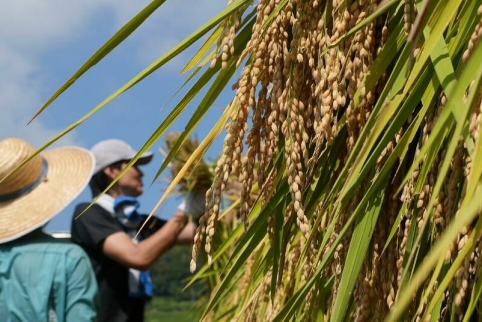 Ris henger til tørk i landsbyen Kamimomi i Okayama-prefekturet. Japans regjering har besluttet å frigi ris fra landets reserver i møte med prisgalopp.