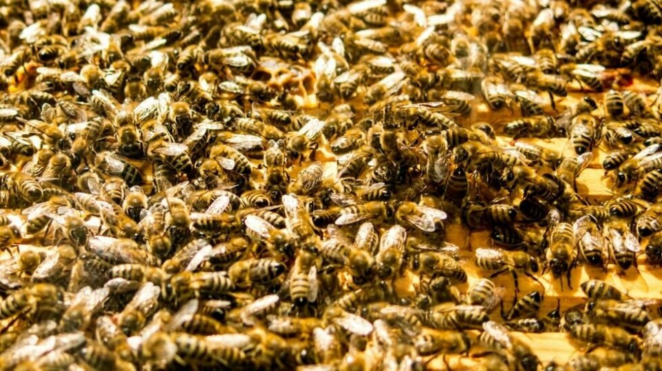 Ville du klart å forholde deg rolig med 20.000 bier som dette kravlende over magen din? Illustrasjonsfoto: Paul Kleiven / NTB scanpix