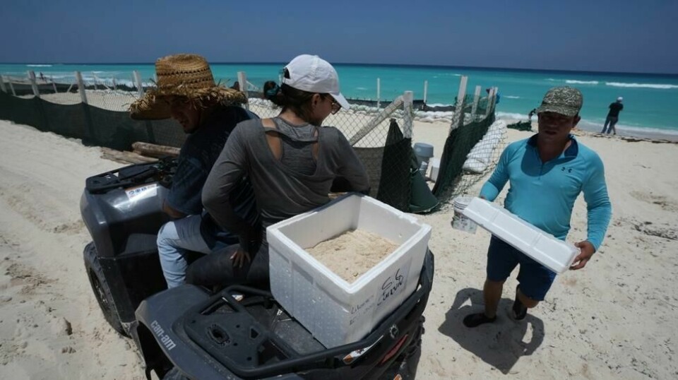Offentlig ansatte flytter egg fra havskilpaddearten karett fra strender i Cancún. Tiltaket gjøres i et forsøk på å redde så mange egg som mulig fra orkanen Beryl. Foto: Fernando Llano / AP / NTB