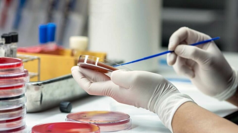 Sepsis oppstår når bakterier kommer over i blodbanen og kroppens immunforsvar overreagerer. Illustrasjonsfoto: Shutterstock / NTB scanpix