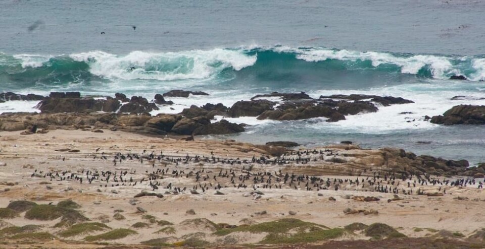 Flokker av skarv fotografert på øya San Nicolas. Juana Maria brukte blant annet fjær fra skarv for å lage seg klær. Foto: islandconservation/Flickr/Creative Commons Flokker av skarv fotografert på øya San Nicolas. Juana Maria brukte blant annet fjær fra skarv for å lage seg klær. Foto: islandconservation/Flickr/Creative Commons