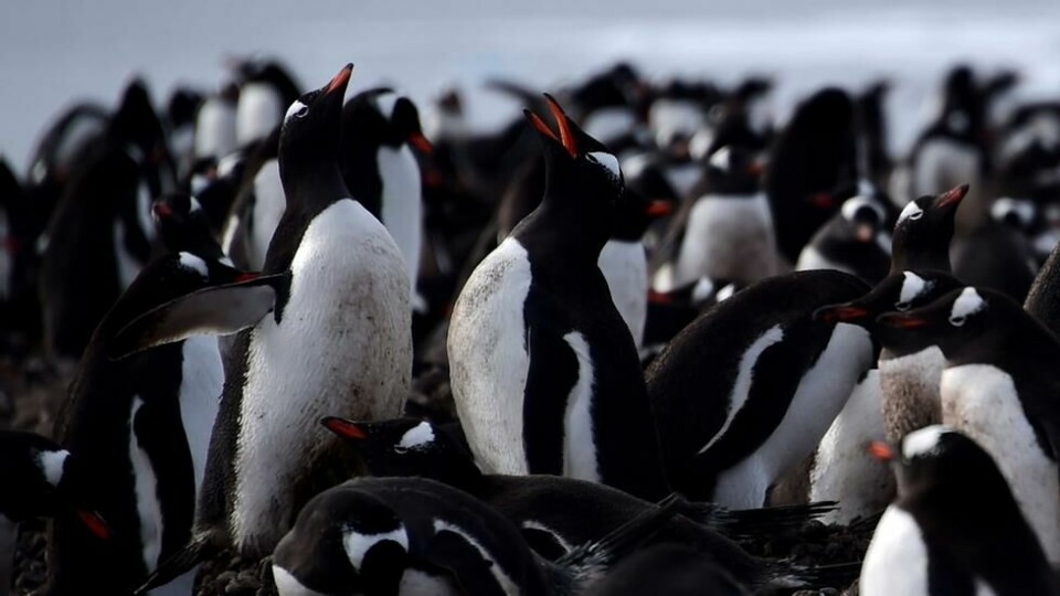 Øygruppen er et populært område for både pingviner og sel. Øygruppen er et populært område for både pingviner og sel. Foto: AP/NTB