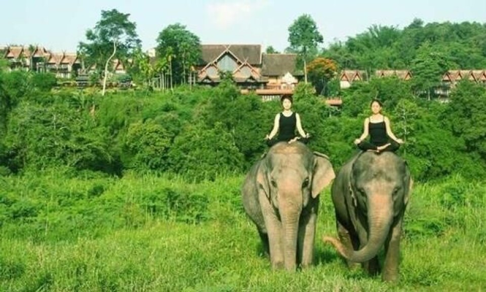 Golden Triangle Asian Elephants Foundation, som er eid av hotellet, tar inn misbrukte elefanter og hjelper dem med pleie og å gi de et nytt liv. Golden Triangle Asian Elephants Foundation, som er eid av hotellet, tar inn misbrukte elefanter og hjelper dem med pleie og å gi de et nytt liv.