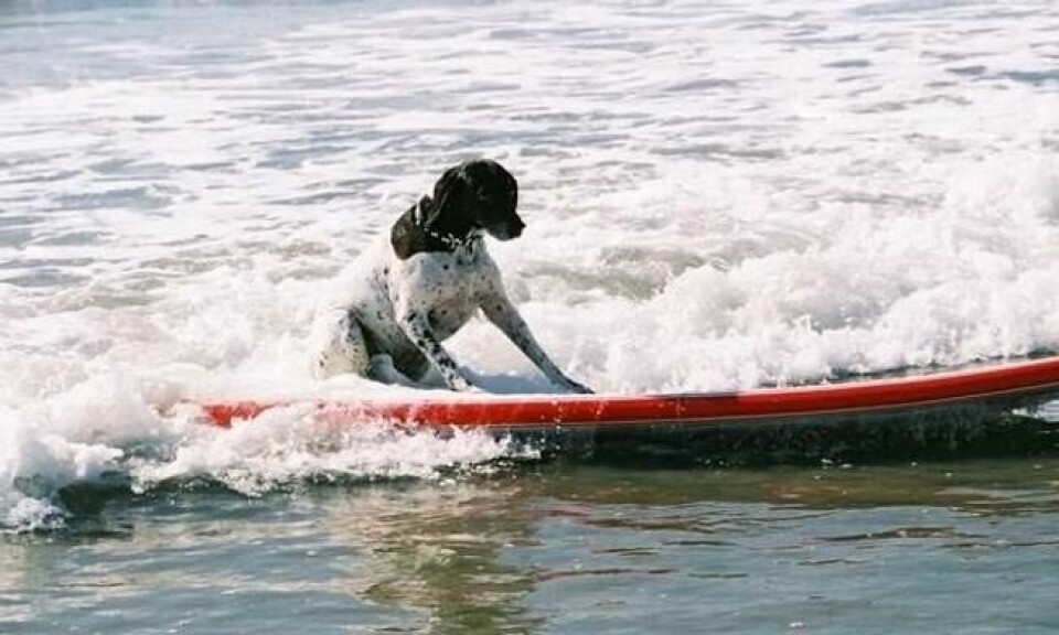 Spørsmålet er om hunden din er like ivrig til å lære seg som surfing som du selv er. Foto: Trivago Spørsmålet er om hunden din er like ivrig til å lære seg som surfing som du selv er. Foto: Trivago
