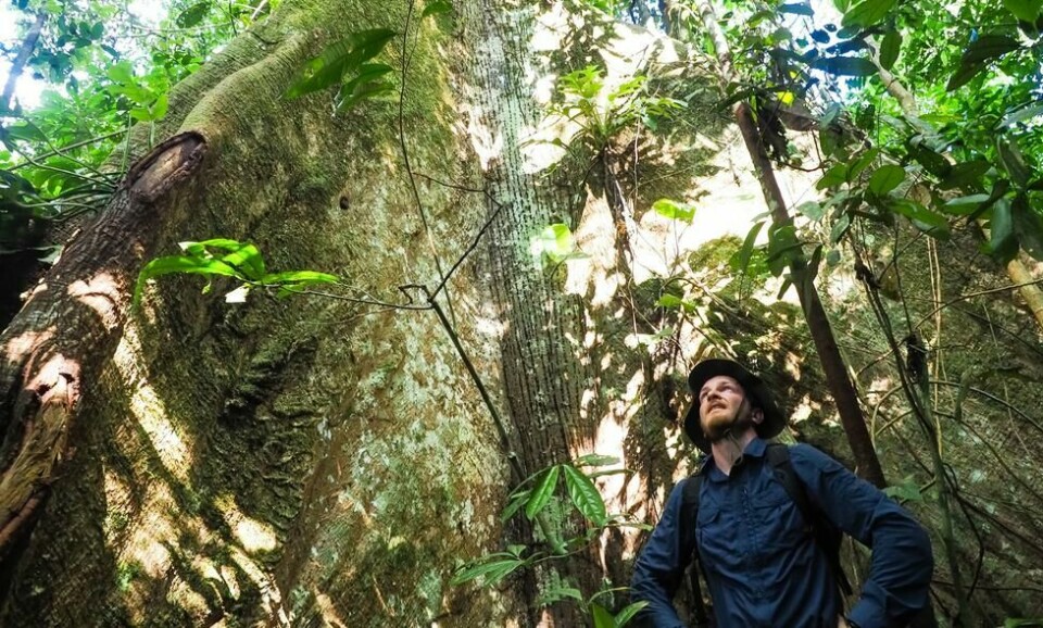 Ceiba-trærne er hellige i Ticuna-mytologien, og kan bli opptil 70 meter høye. Foto: Morten Risberg Ceiba-trærne er hellige i Ticuna-mytologien, og kan bli opptil 70 meter høye. Foto: Morten Risberg