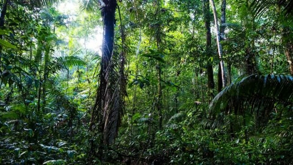 I et hav av grønt i den dype, primære regnskogen. Foto: Morten Risberg I et hav av grønt i den dype, primære regnskogen. Foto: Morten Risberg