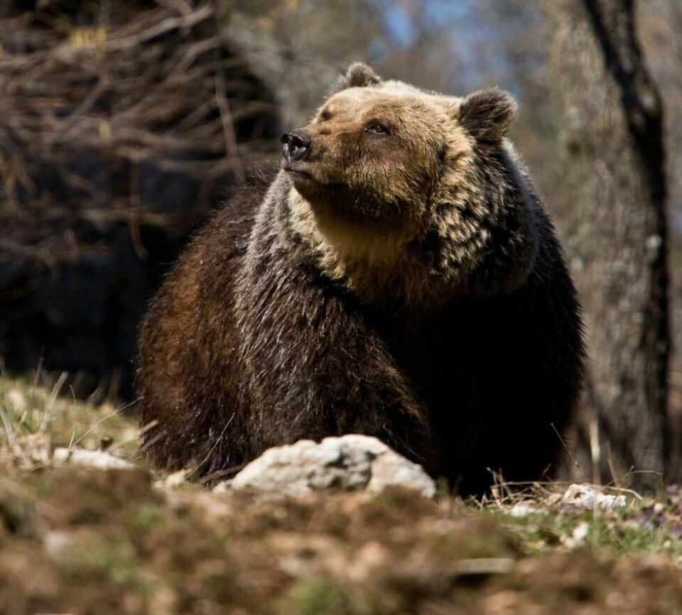 Kongen av Apenninene, den sjeldne marsikanske brunbjørnen, får ekstra beskyttelse ettersom territoriet i den italienske fjellkjeden i Abruzzo har blitt utpekt som et dyrearvområde gjennom Wildlife Heritage Areas. Kongen av Apenninene, den sjeldne marsikanske brunbjørnen, får ekstra beskyttelse ettersom territoriet i den italienske fjellkjeden i Abruzzo har blitt utpekt som et dyrearvområde gjennom Wildlife Heritage Areas. Foto: Bruno D. Amicis / World Animal Protection