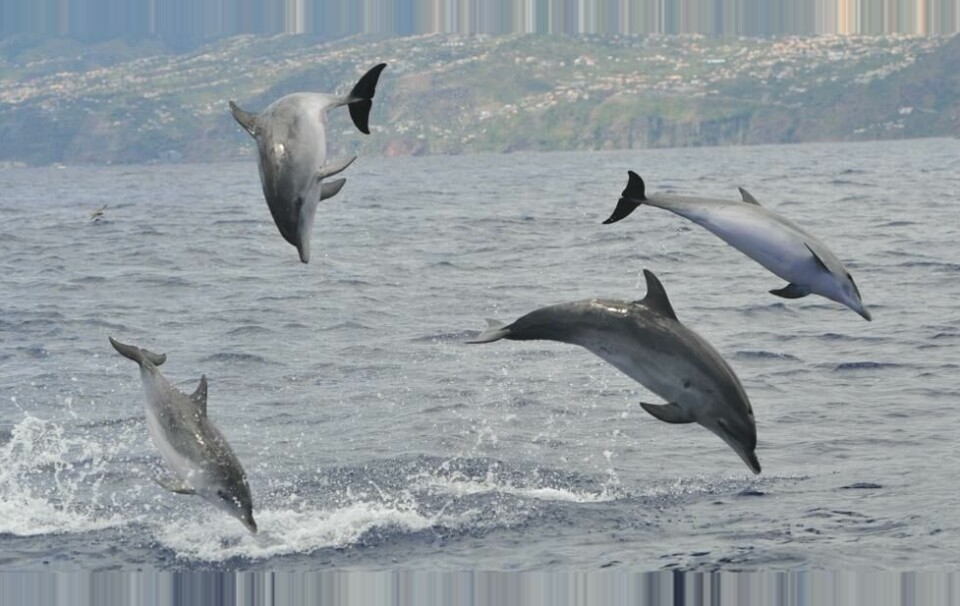 På den portugisiske øya Madeira er et enormt område utpekt som Whale Heritage Area. Her kan du blant annet dra på hvalsafari og møte tumlere - de lekne Bottlenose-delfinene. På den portugisiske øya Madeira er et enormt område utpekt som Whale Heritage Area. Her kan du blant annet dra på hvalsafari og møte tumlere - de lekne Bottlenose-delfinene. Foto: World Animal Protection
