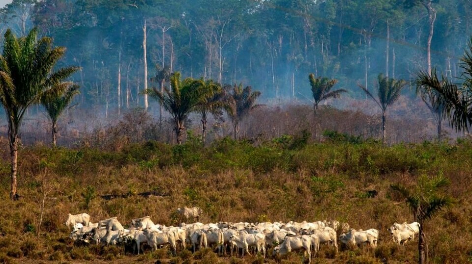 BIFF OG BRANN: Amazonas-skogen brennes ned for å produsere kjøtt og soya for eksport fra Brasil. Her beiter kveg 25. august nær en brann i regnskogen nær Novo Progresso, i delstaten Para. Noen går til boikott, Norge ønsker å øke handelen med Brasil.